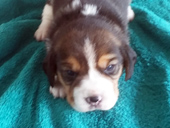 Martina Boy 2 Front 2 Weeks
